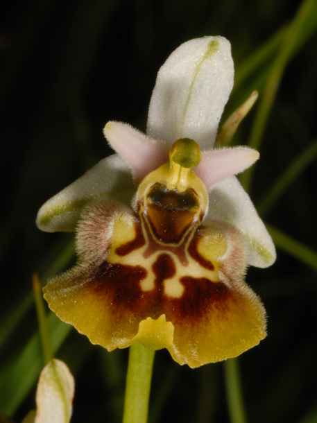 Ophrys oxyrrhynchos e...