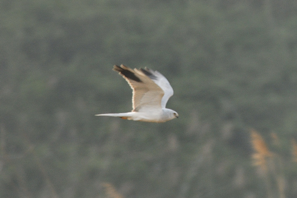 albanella pallida ??