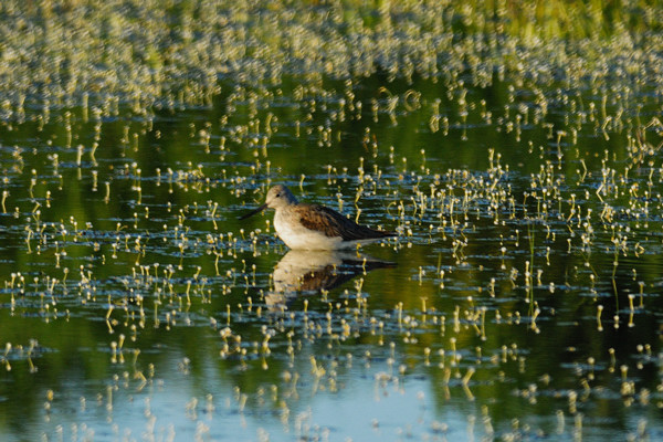 help id llimicoli