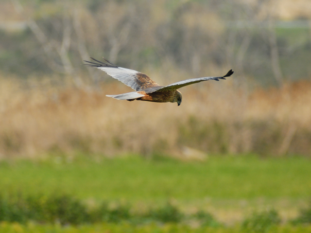 falco di palude; saltimpalo