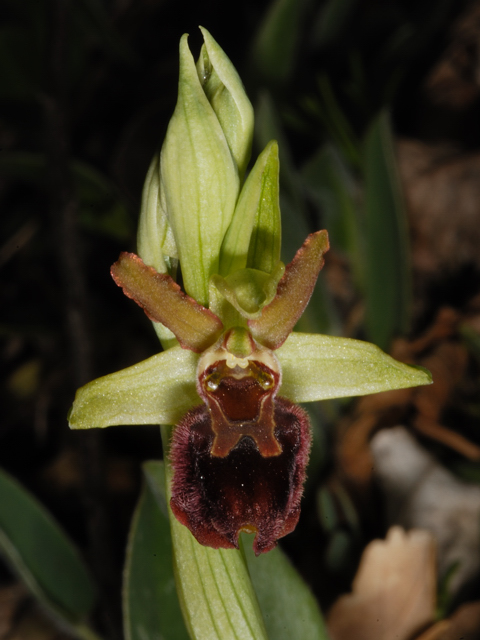 ophrys sphegodes??