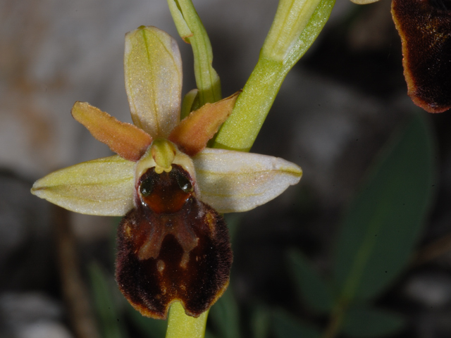 ophrys sphegodes??