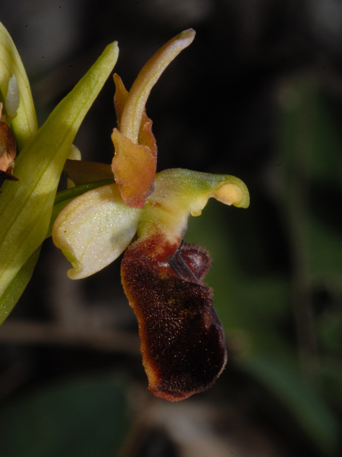 ophrys sphegodes??