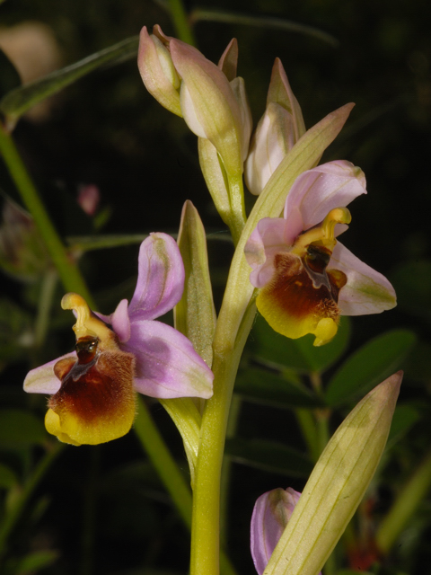 ophrys dalla Valle dell''Aventino