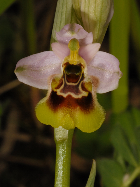 ophrys dalla Valle dell''Aventino