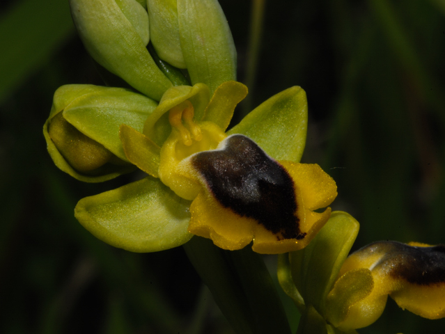 ophrys dalla Valle dell''Aventino