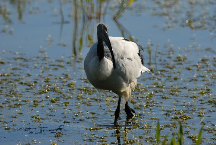 ibis sacro