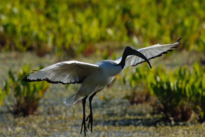 ibis sacro