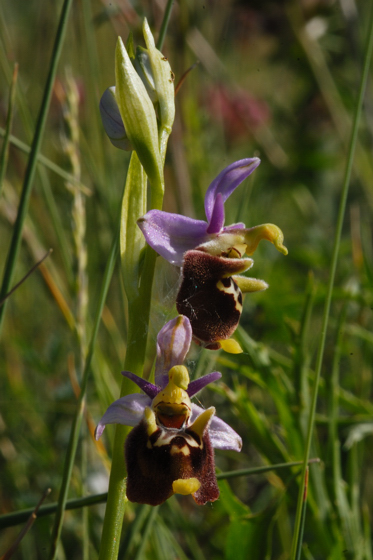 variabilit della fuciflora?