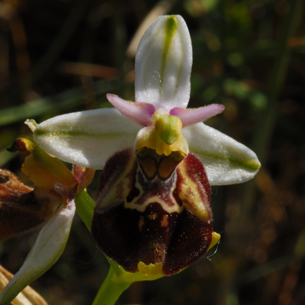 variabilit della fuciflora?