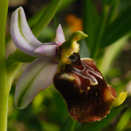 variabilit della fuciflora?