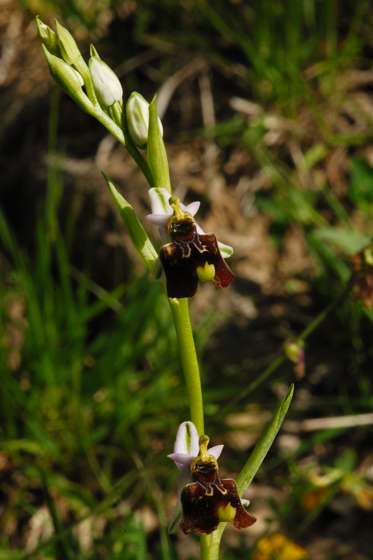 variabilit della fuciflora?