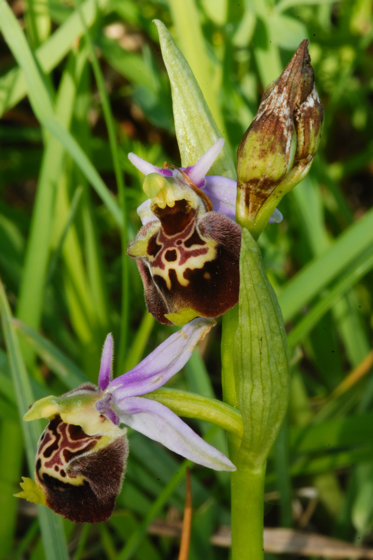 variabilit della fuciflora?