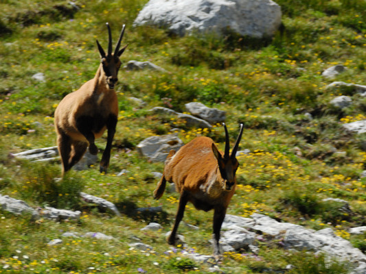 Camoscio d''Abruzzo Rupicapra pyrenaica ornata