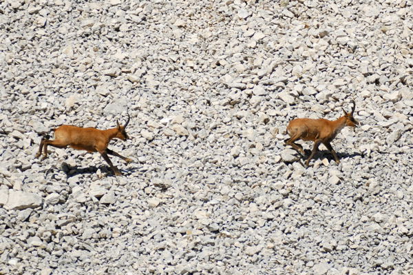 Camoscio d''Abruzzo Rupicapra pyrenaica ornata