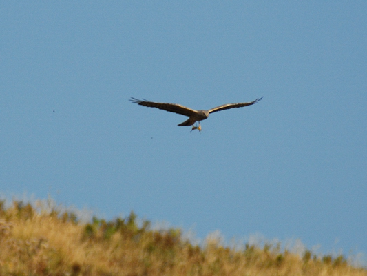 identificazione rapace