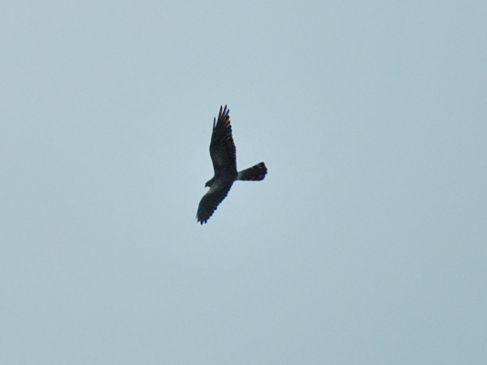 identificazione rapace