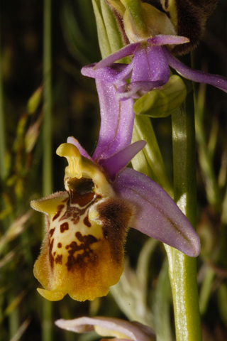 Ophrys apulica