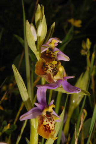 Ophrys apulica