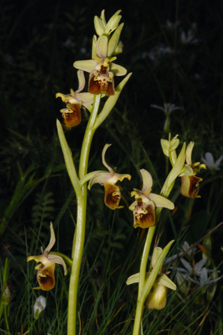 Ophrys apulica