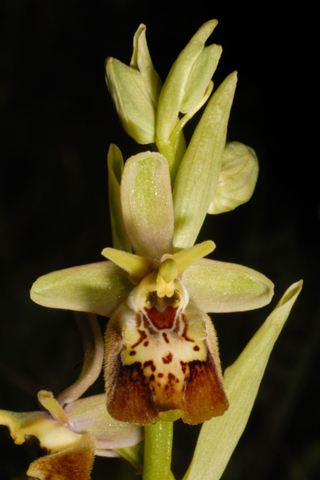 Ophrys apulica