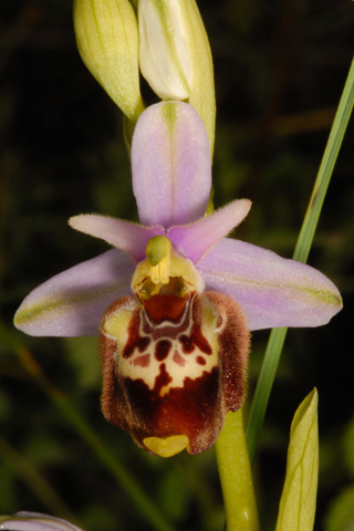 Ophrys fuciflora e ...