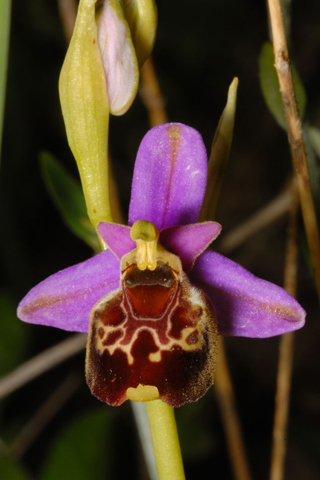 Ophrys fuciflora e ...