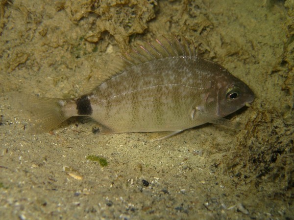 Diplodus annularis