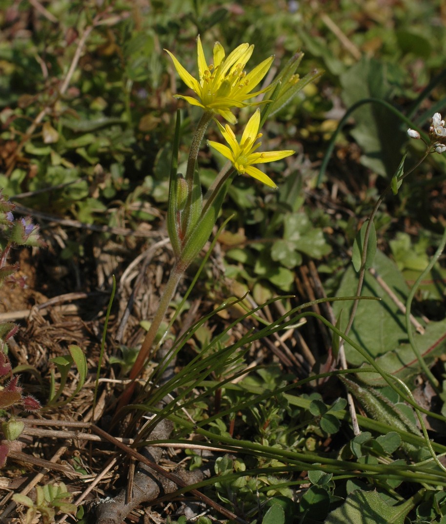 Gagea villosa / Cipollaccio dei campi