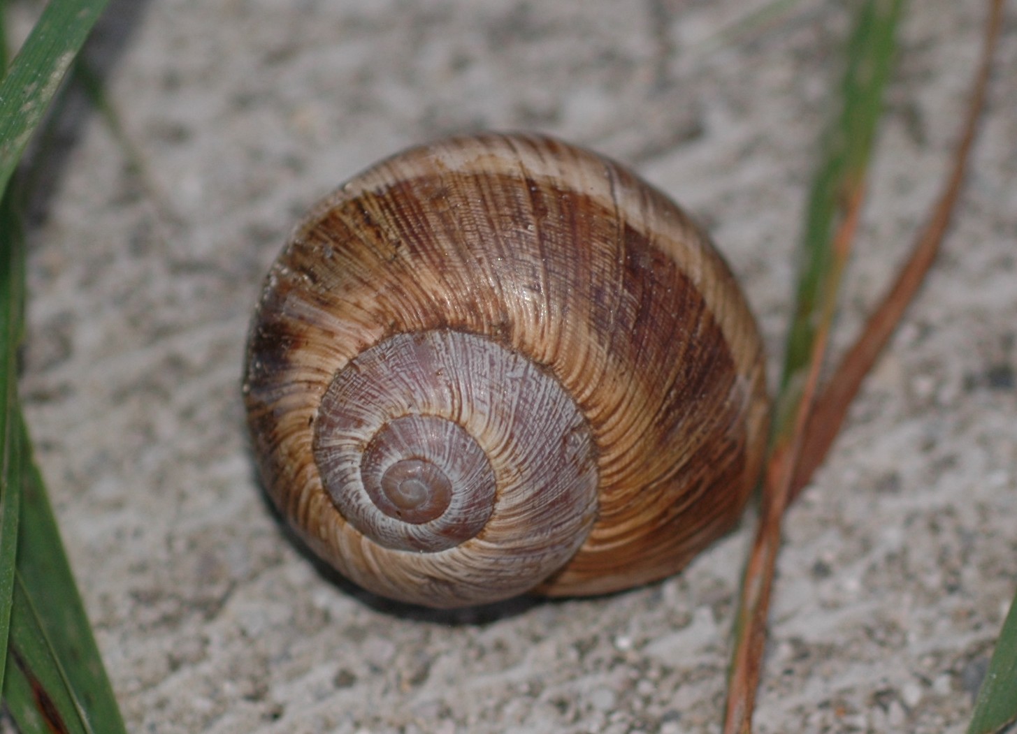 Helix pomatia ed Helix cincta