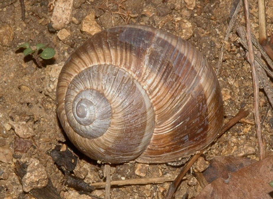 Helix pomatia ed Helix cincta