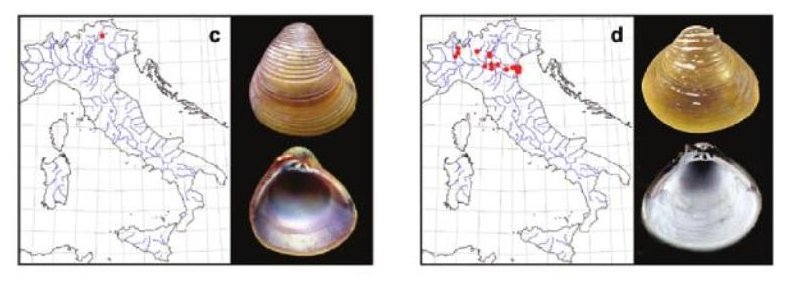 bivalvi in un fosso lomellino