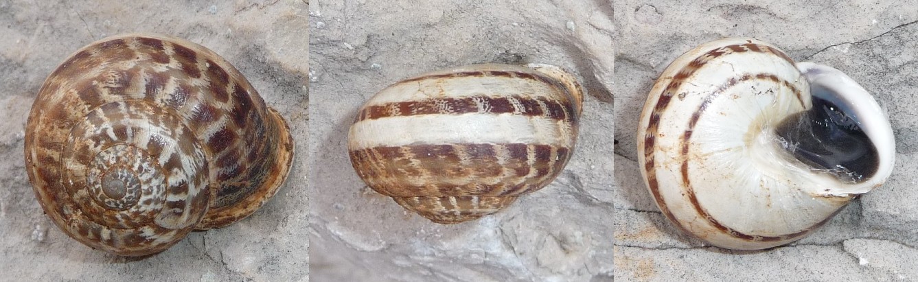 Eobania vermiculata da Dubrovnik