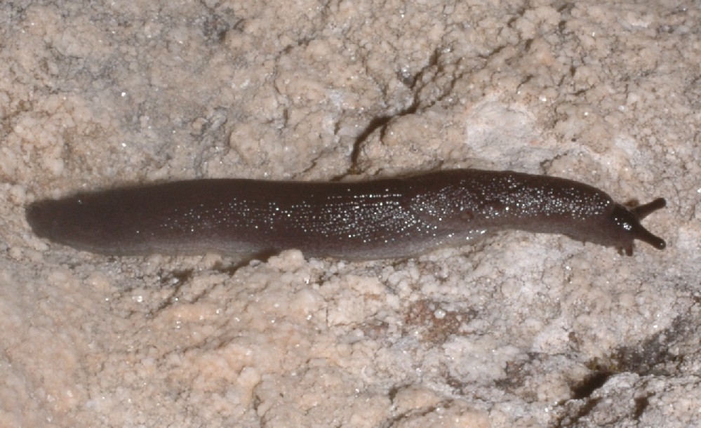 Limax (?) nero  dal Monte Baldo