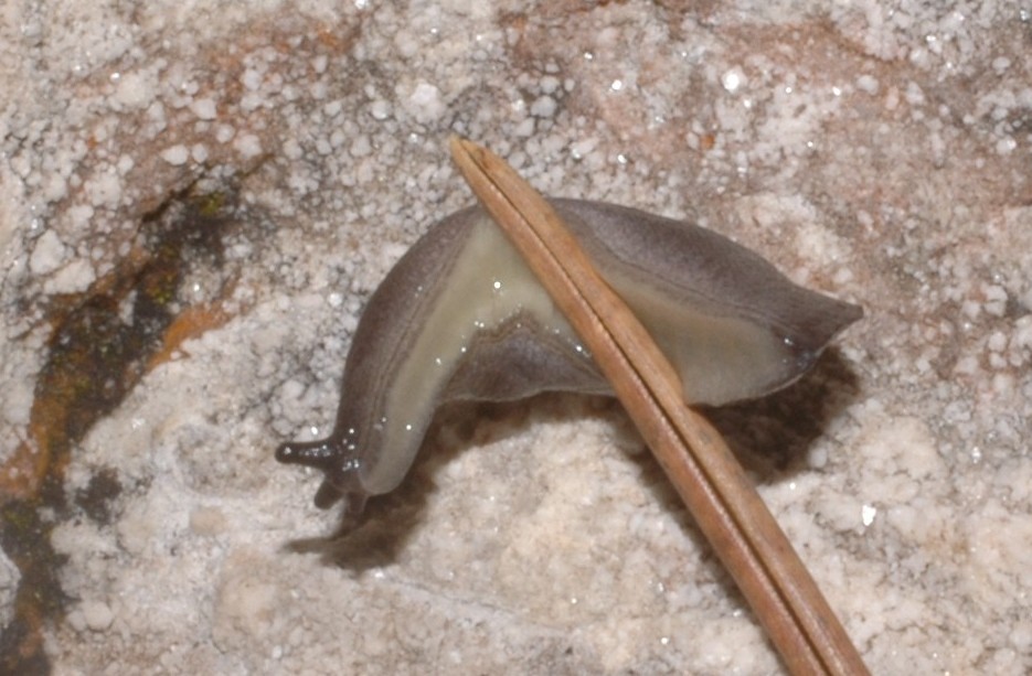 Limax (?) nero  dal Monte Baldo