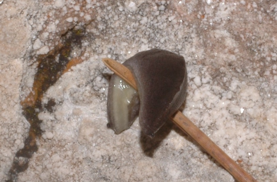 Limax (?) nero  dal Monte Baldo