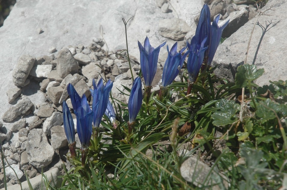 Gentiana froelichii / Genziana di Froelich