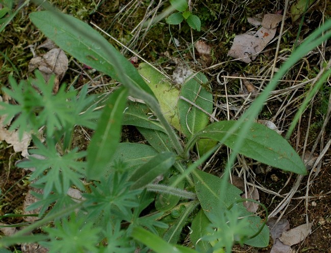 Pilosella cymosa (=Hieracium cymosum) / Pelosella cimosa