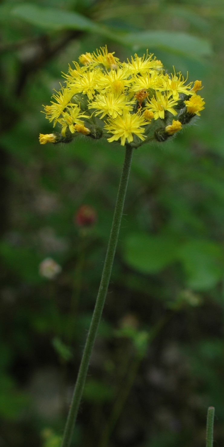 Pilosella cymosa (=Hieracium cymosum) / Pelosella cimosa