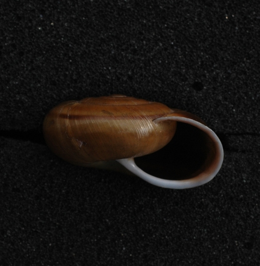 Chilostoma illyricum sul basalto