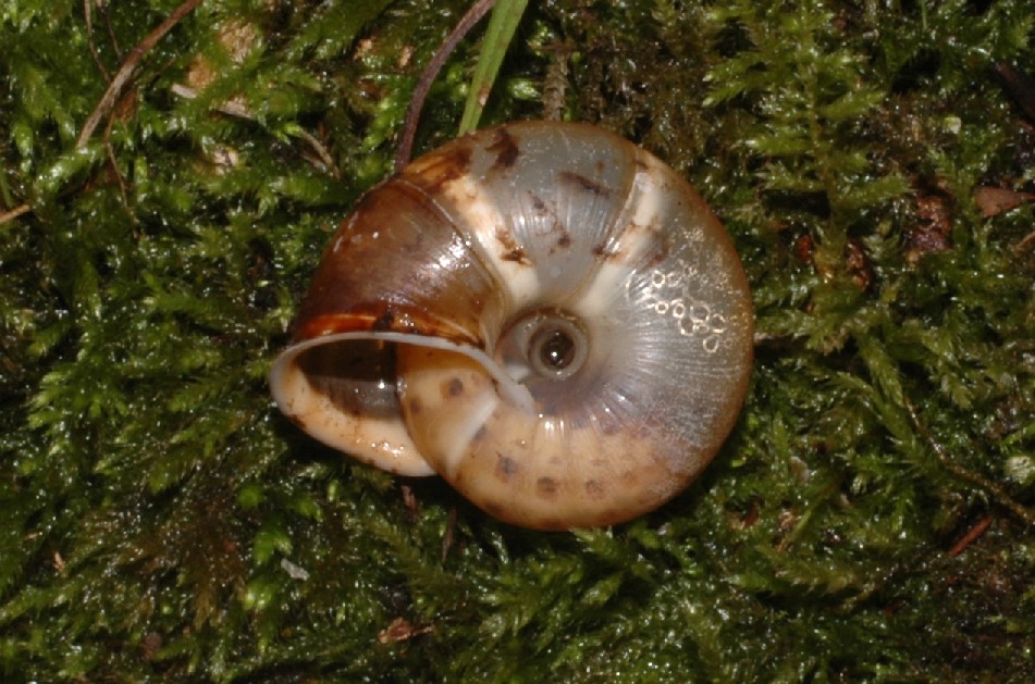 predazione in Chilostoma illyricum