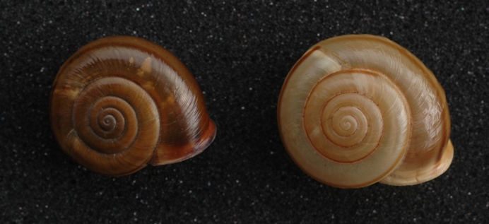 Chilostoma illyricum sul basalto