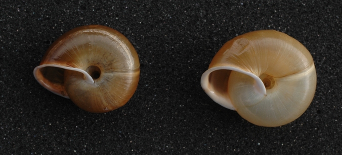 Chilostoma illyricum sul basalto