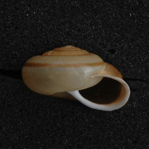 Chilostoma illyricum sul basalto