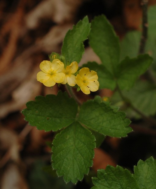 Aremonia agrimonoides / Agrimonia delle faggete