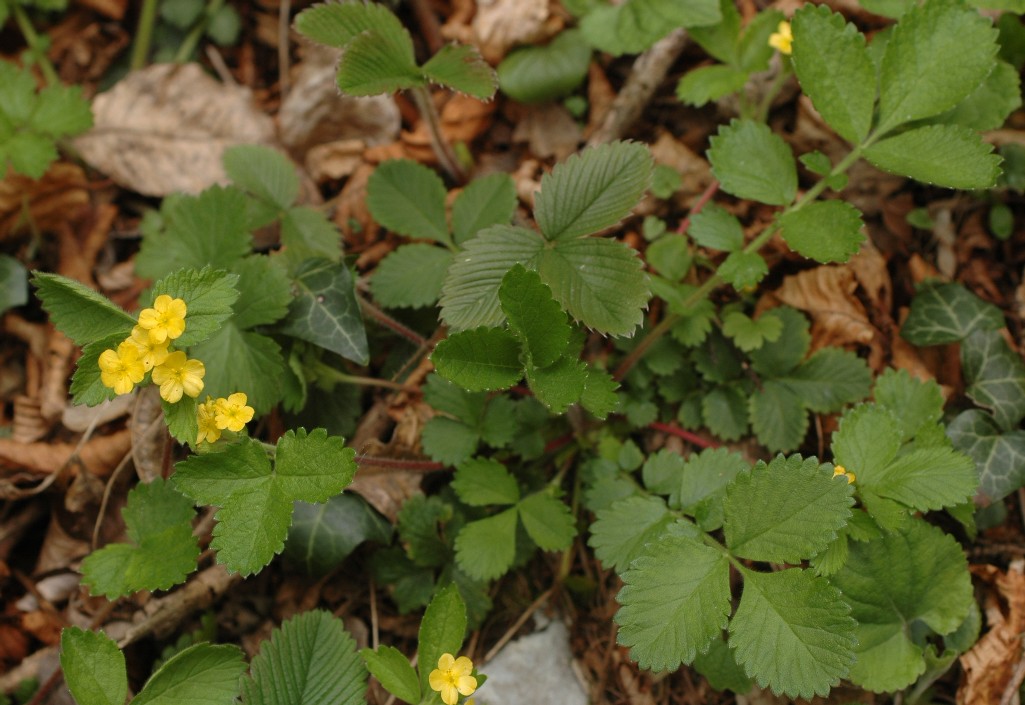 Aremonia agrimonoides / Agrimonia delle faggete