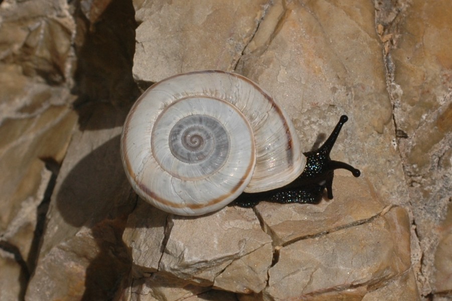 Chilostoma cingulatum nicolisianum