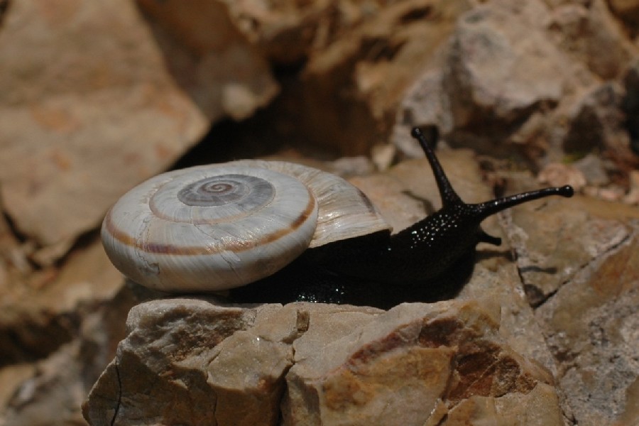 Chilostoma cingulatum nicolisianum