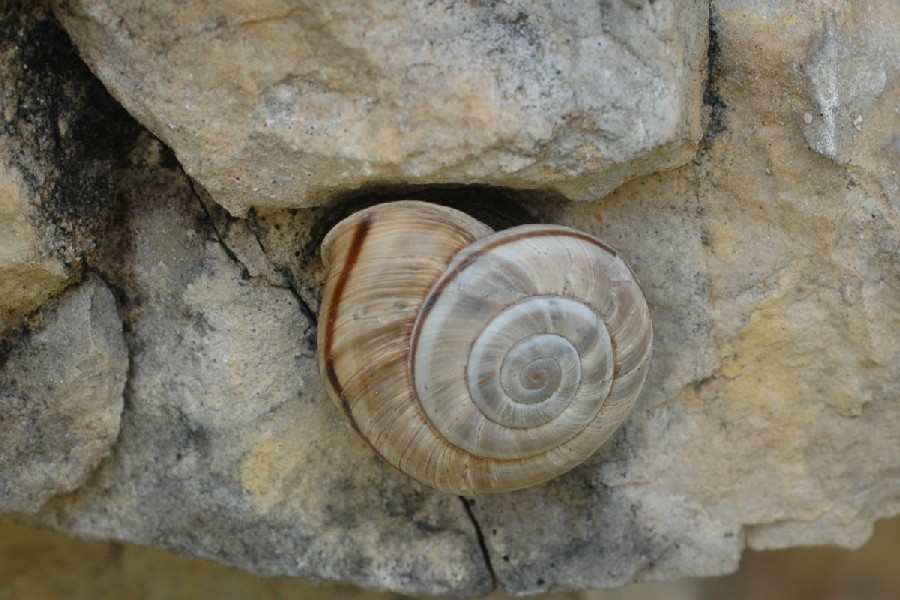 Chilostoma cingulatum nicolisianum