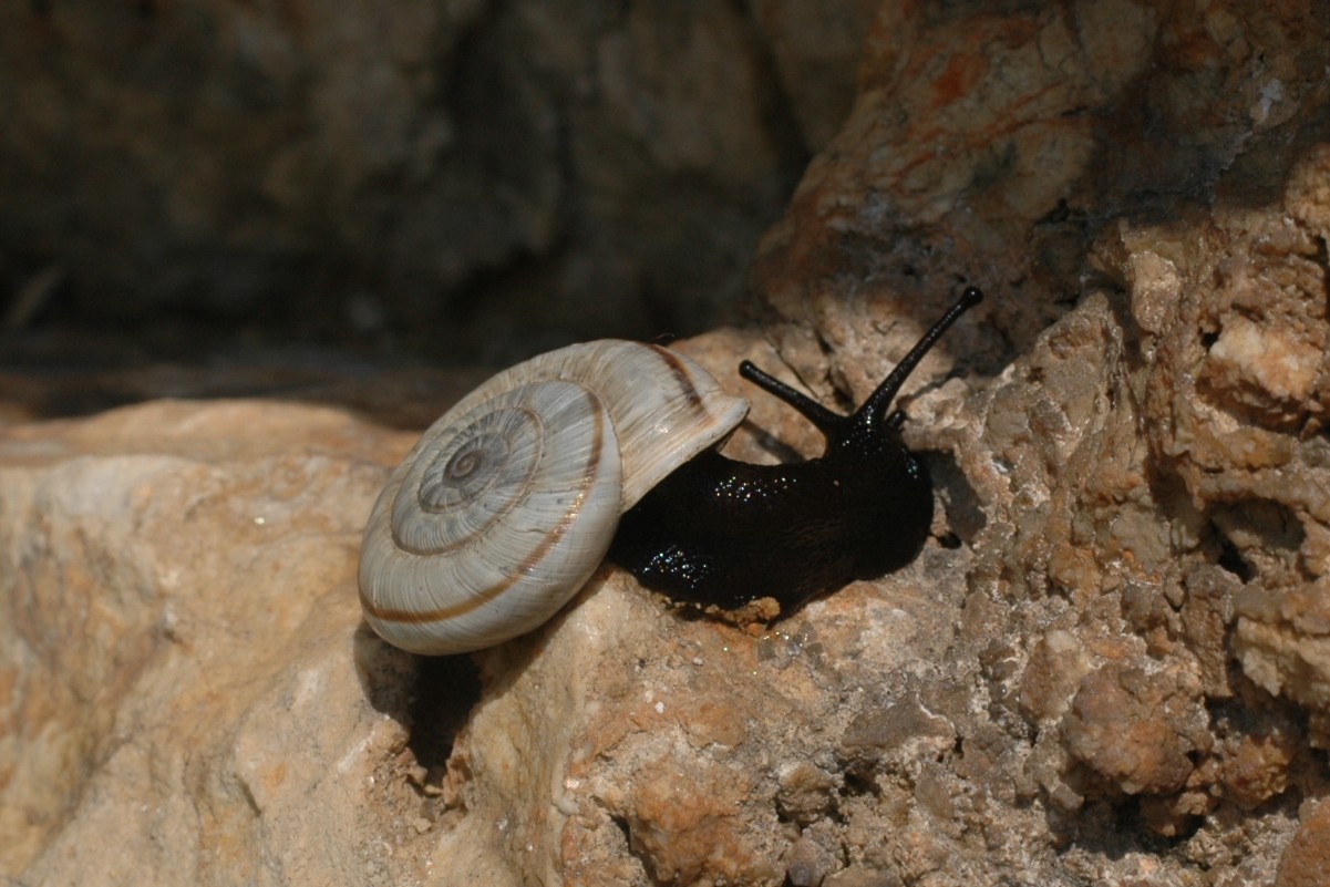 Chilostoma cingulatum nicolisianum